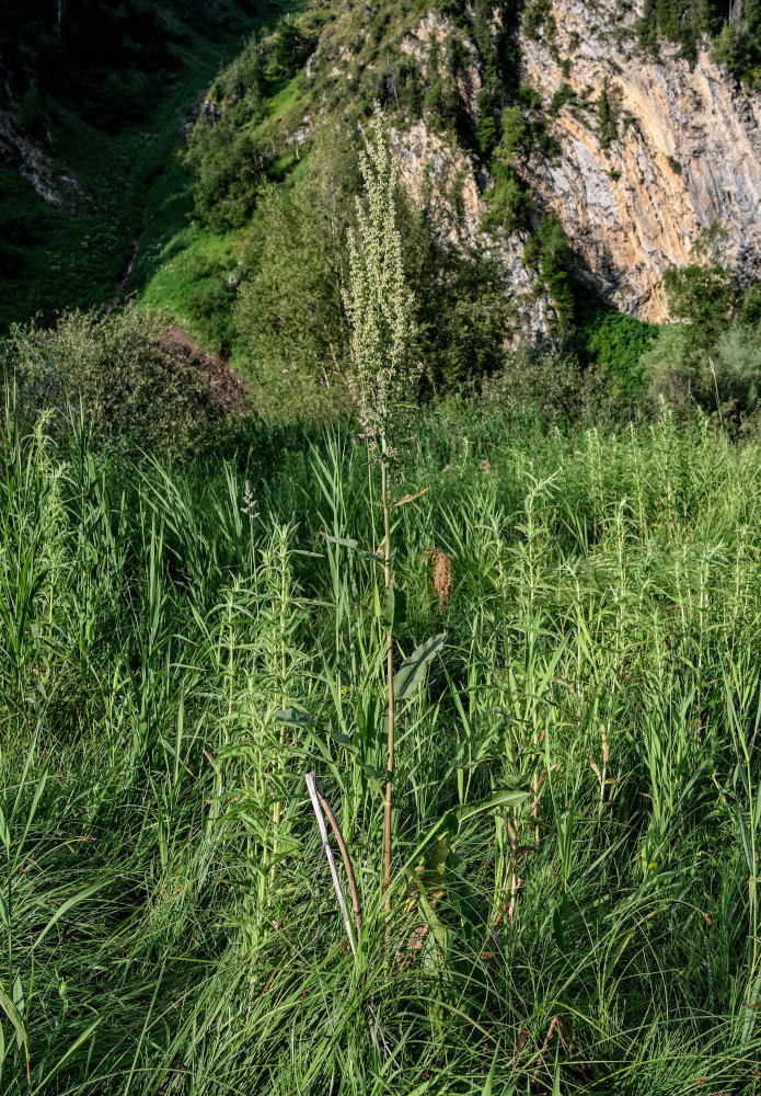 Изображение особи род Rumex.