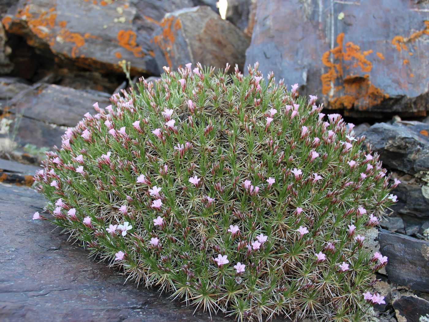 Изображение особи Acantholimon erythraeum.