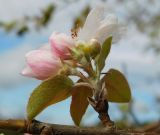 род Malus. Соцветия и листья. Луганская народная республика, г. Луганск, балка Мощинский Яр, склон северо-западной эксп. 14.09.2022.