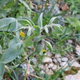 Alkanna orientalis