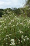 Symphyotrichum lanceolatum