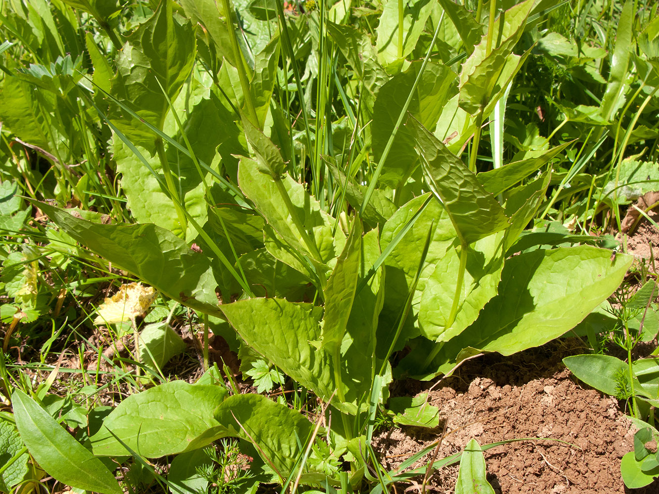 Изображение особи Crepis caucasica.