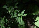 Ligustrum vulgare