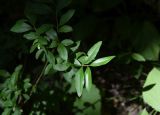 Ligustrum vulgare. Верхушка ветви. Республика Адыгея, Майкопский р-н, окр. пос. Каменномостский, нижняя часть каньона р. Мишоко. 30 июля 2022 г.