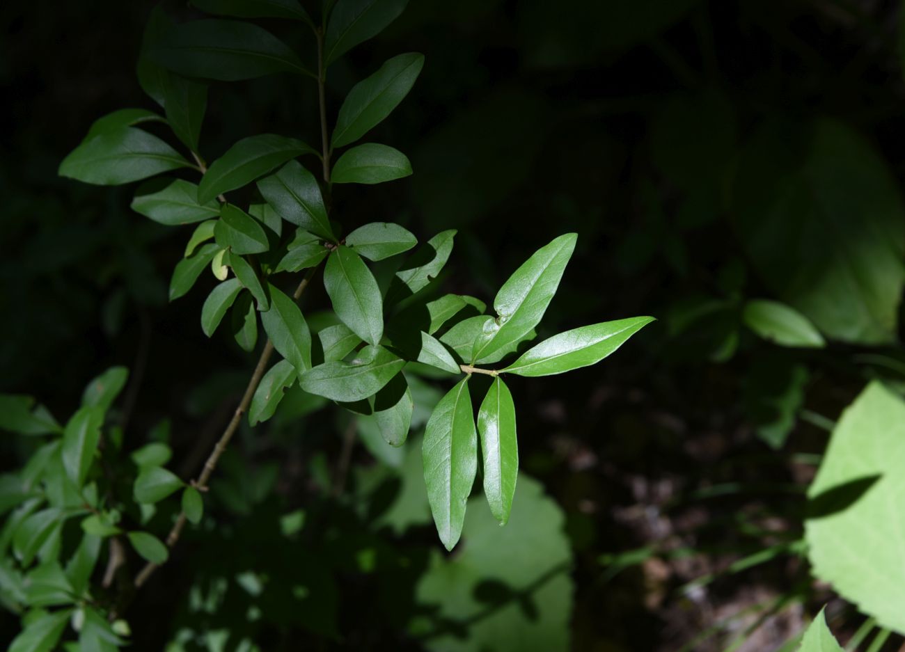 Image of Ligustrum vulgare specimen.