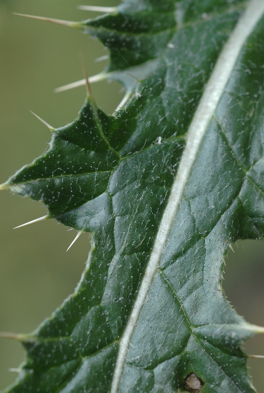 Изображение особи Cirsium sairamense.