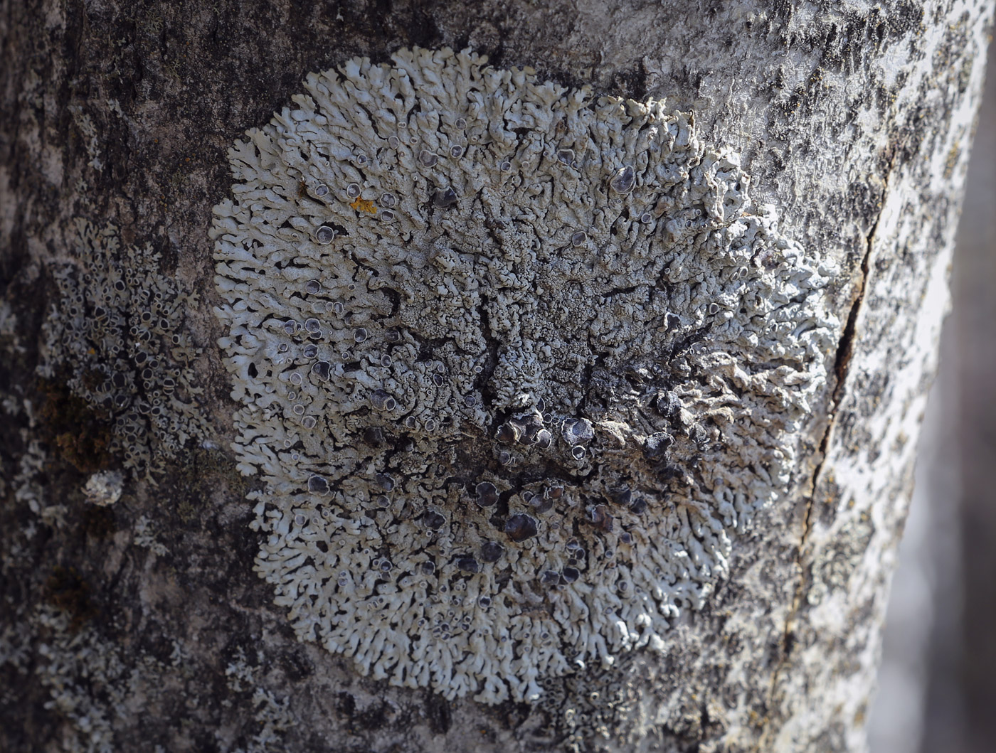 Изображение особи Physcia aipolia.