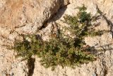 Lepidium apetalum