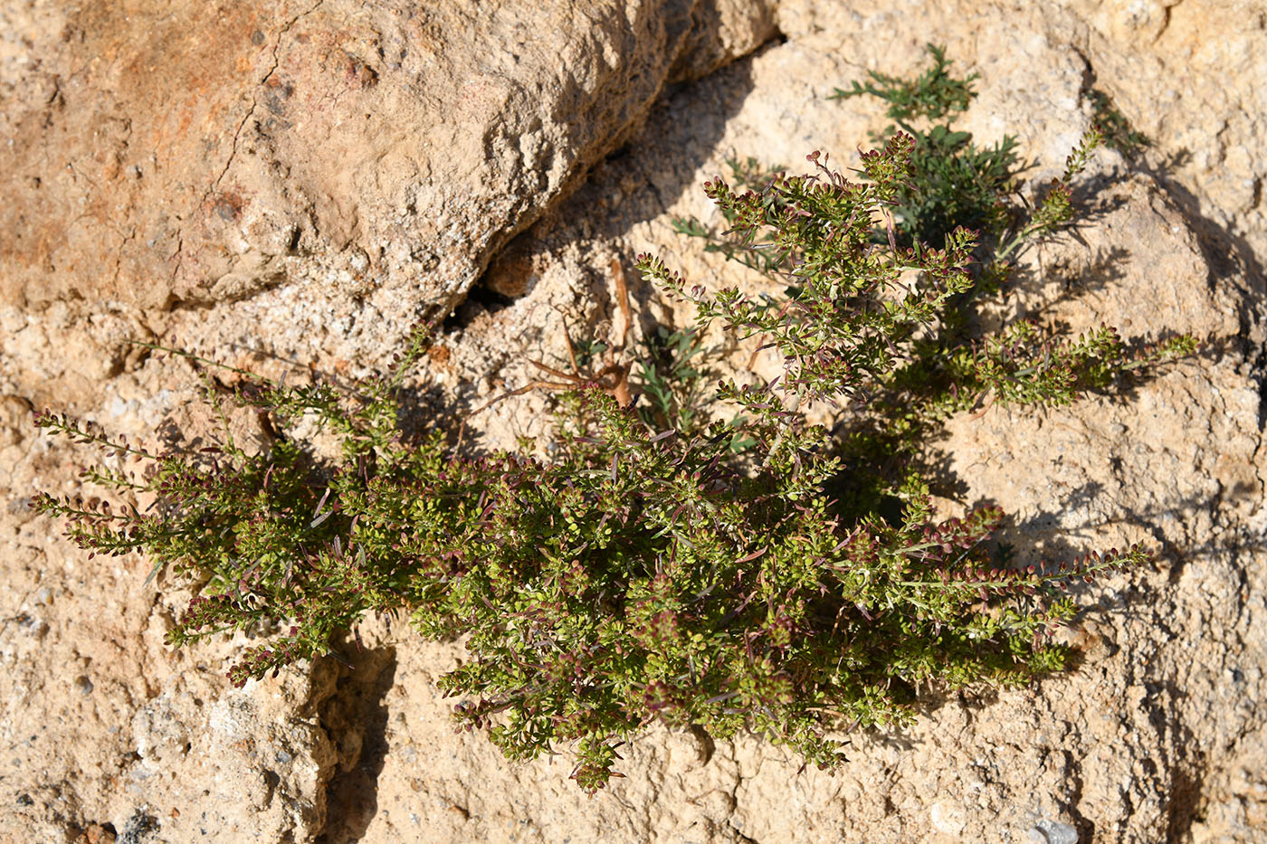 Image of Lepidium apetalum specimen.