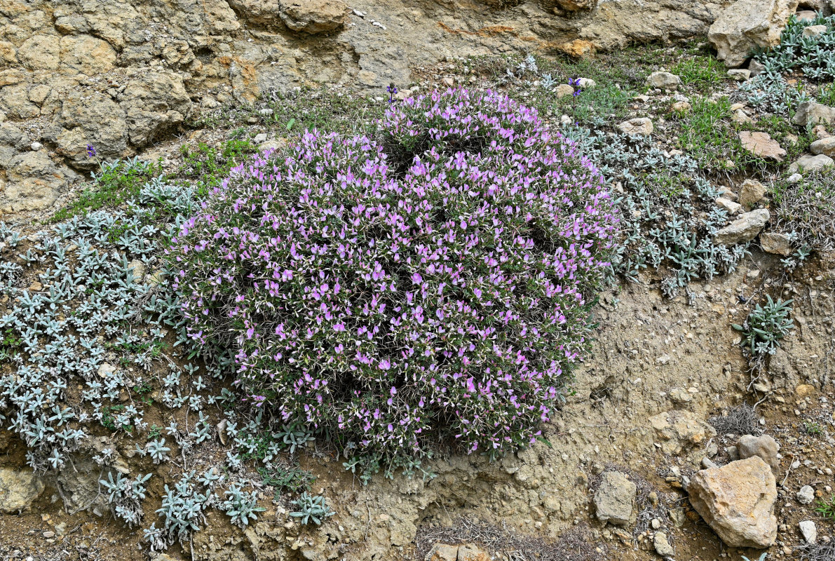 Изображение особи Onobrychis cornuta.