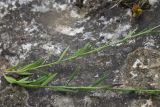 Polygala caucasica