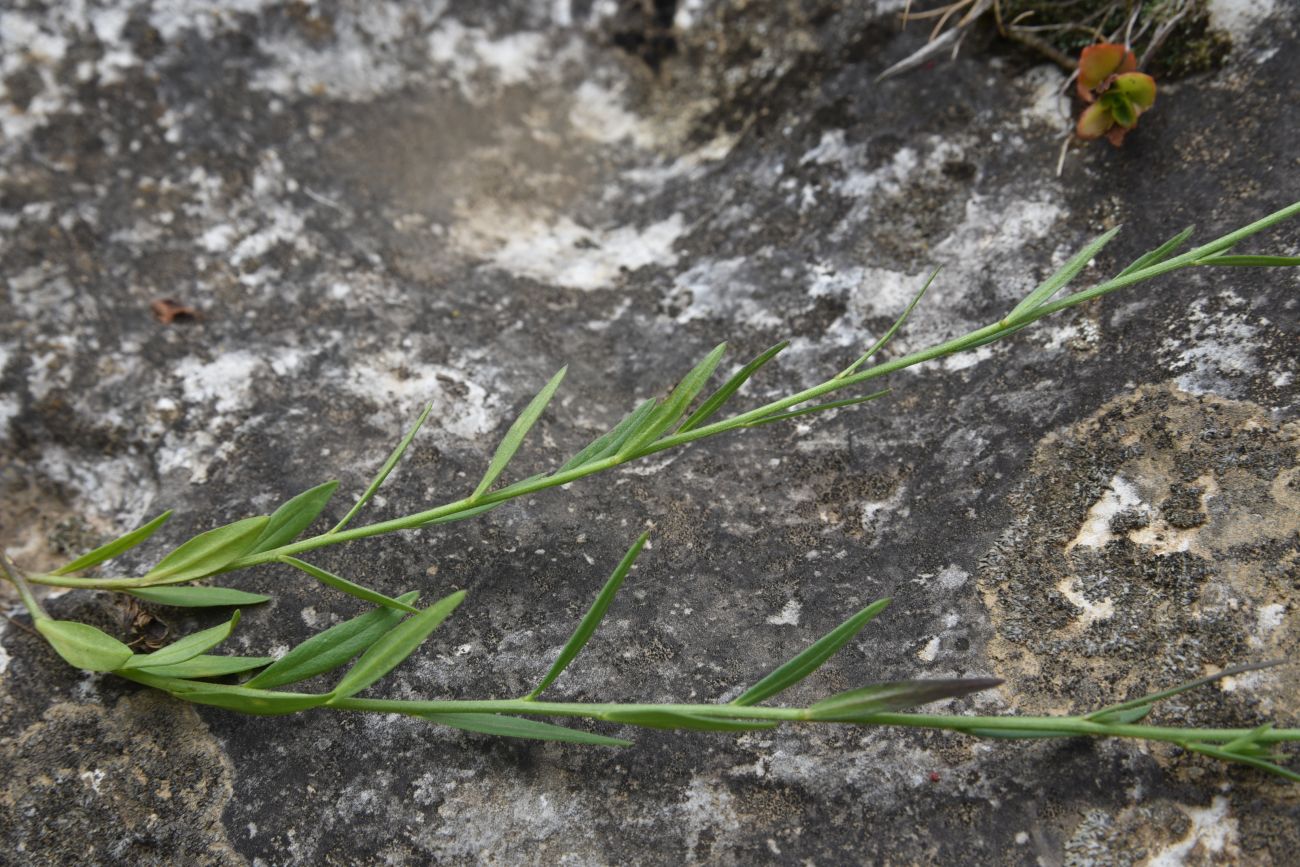 Изображение особи Polygala caucasica.