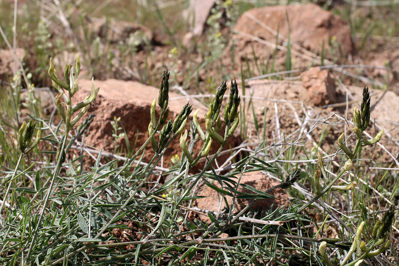 Image of Astragalus bossuensis specimen.