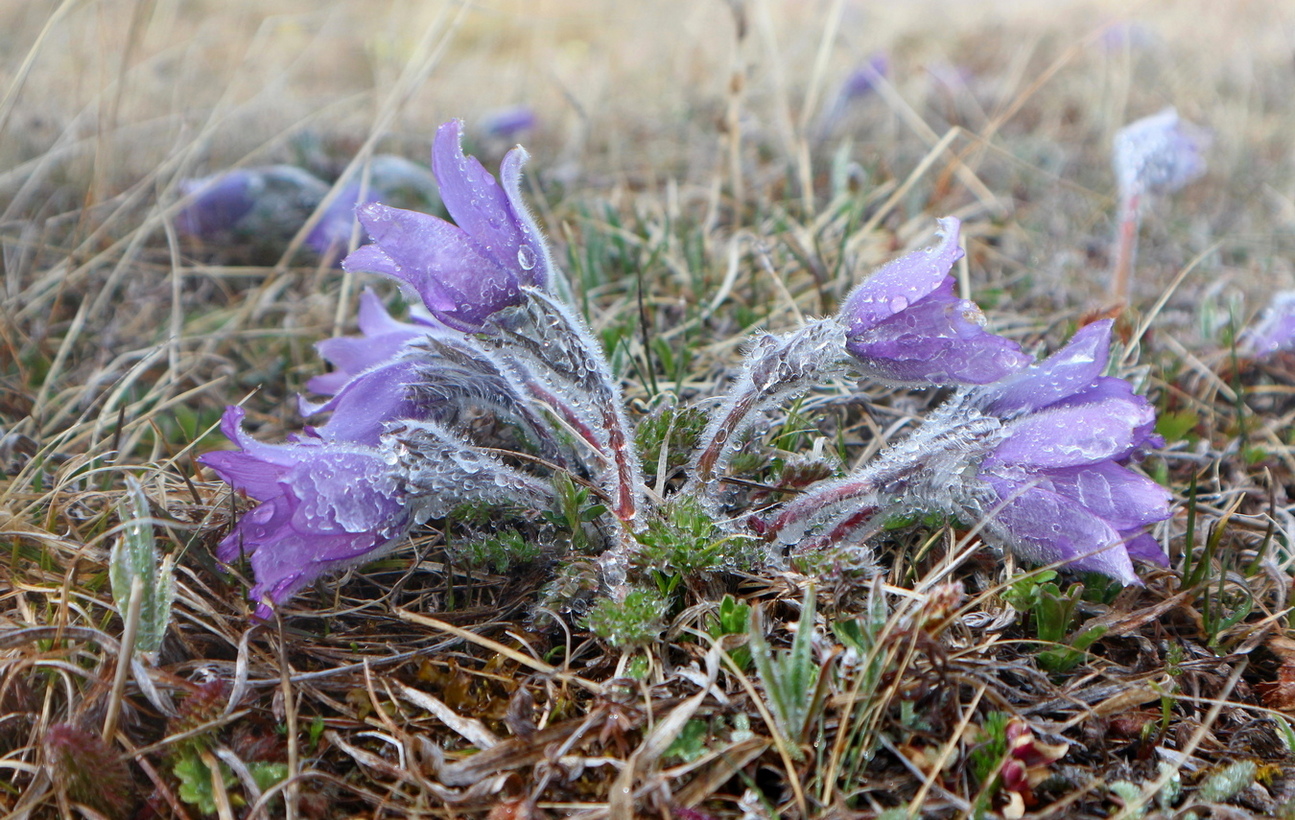 Image of Pulsatilla violacea specimen.