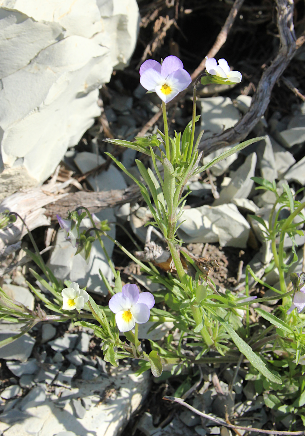 Изображение особи Viola hymettia.