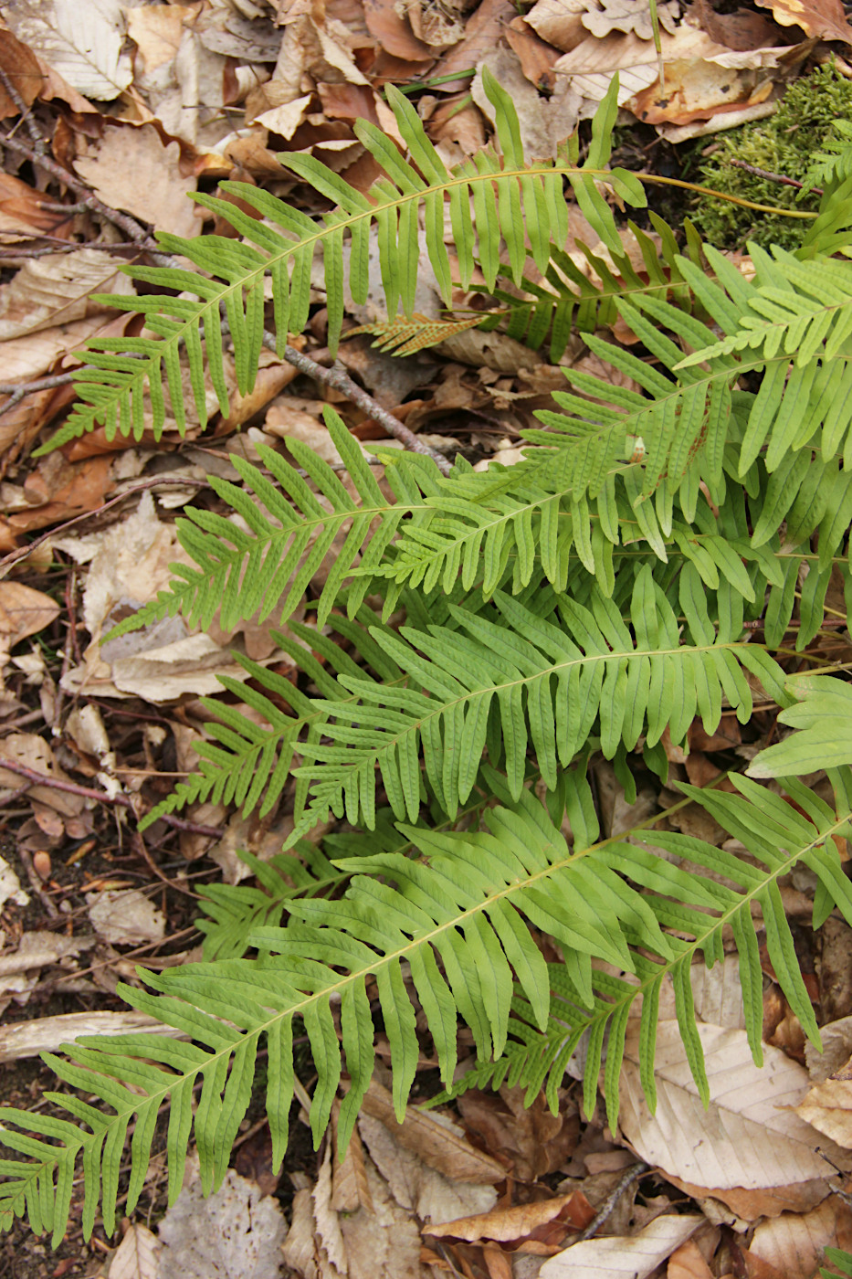 Image of Polypodium vulgare specimen.