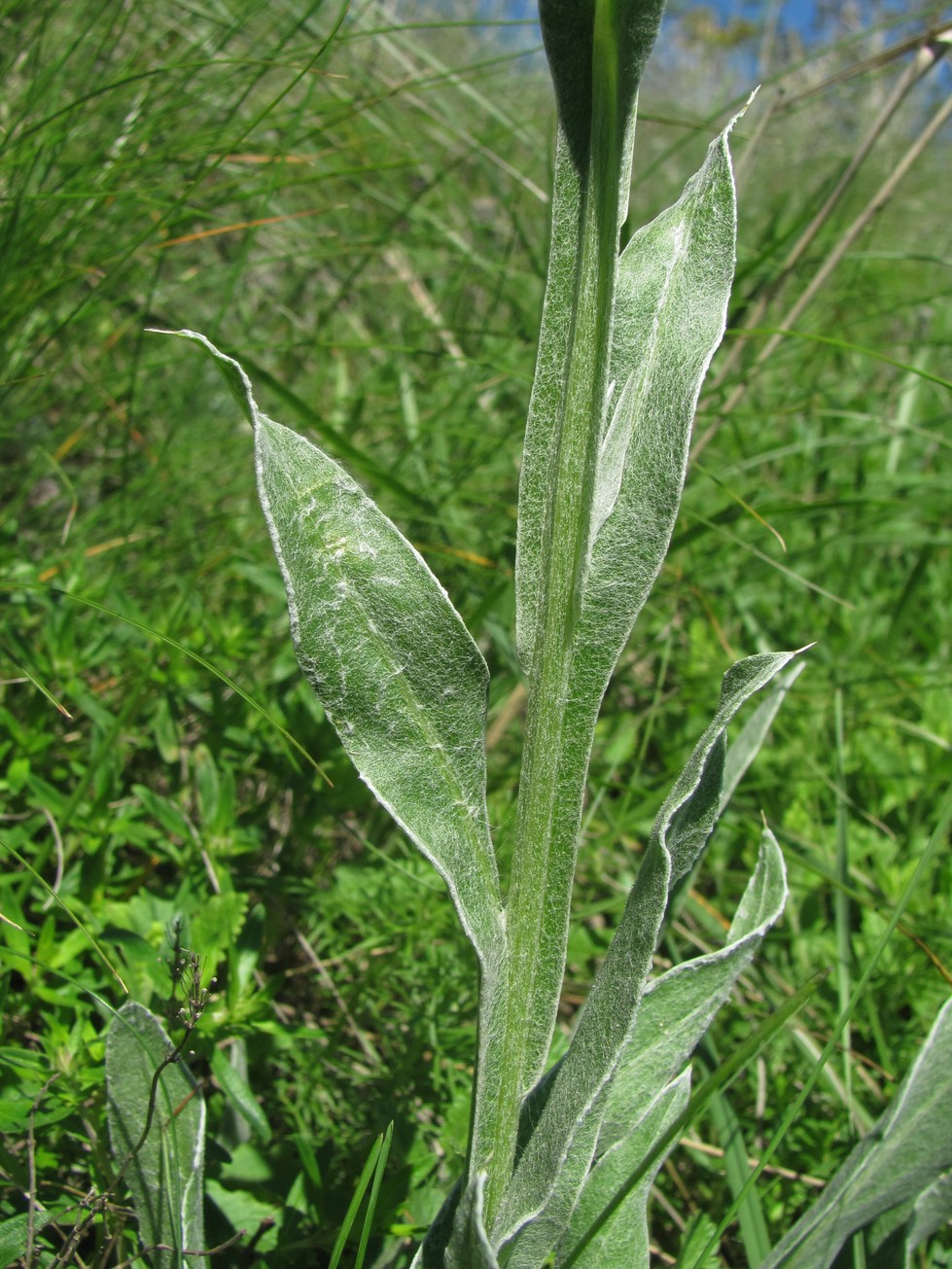 Image of Centaurea tanaitica specimen.
