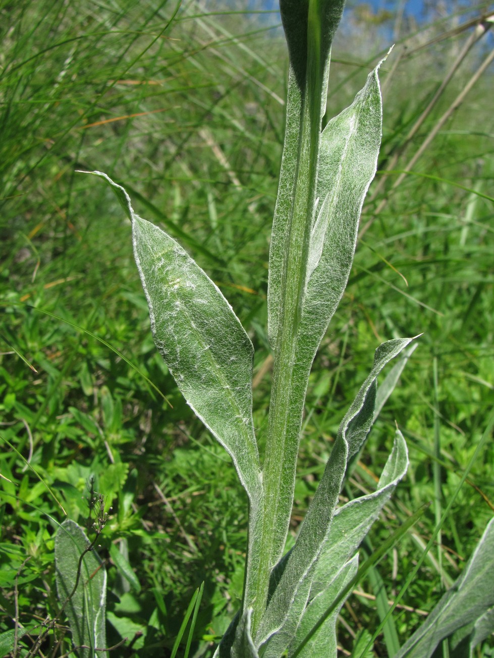 Изображение особи Centaurea tanaitica.