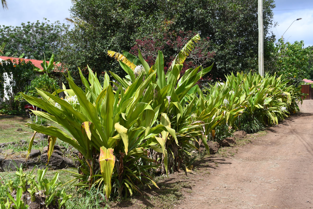 Изображение особи Crinum asiaticum.