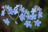 Myosotis lithospermifolia