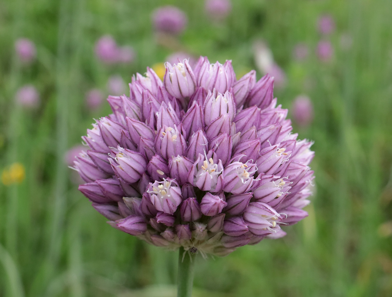 Image of Allium rotundum specimen.