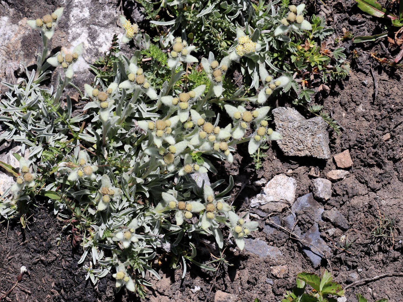 Image of Leontopodium ochroleucum specimen.