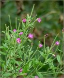 Epilobium hirsutum. Верхушки побегов с цветками и завязавшимися плодами. Тверская обл., Ржевский р-н, р. Волга, окр. переката Рождественский. 7 августа 2010 г.