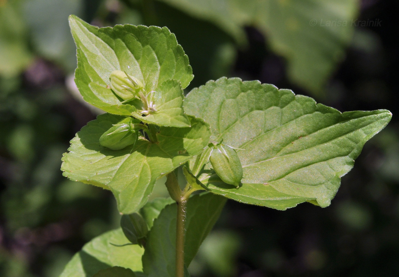 Image of genus Viola specimen.