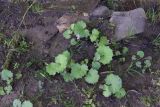 Tussilago farfara