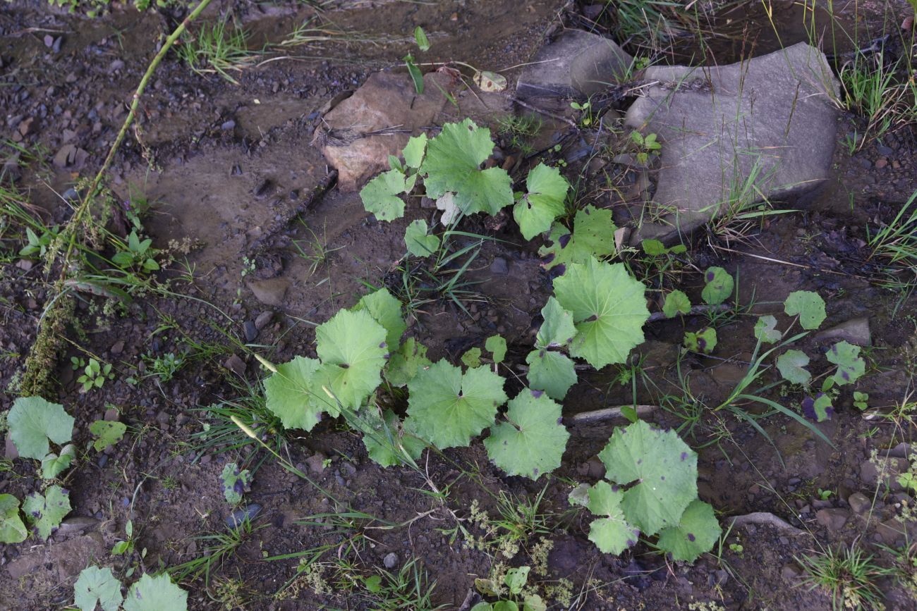 Image of Tussilago farfara specimen.