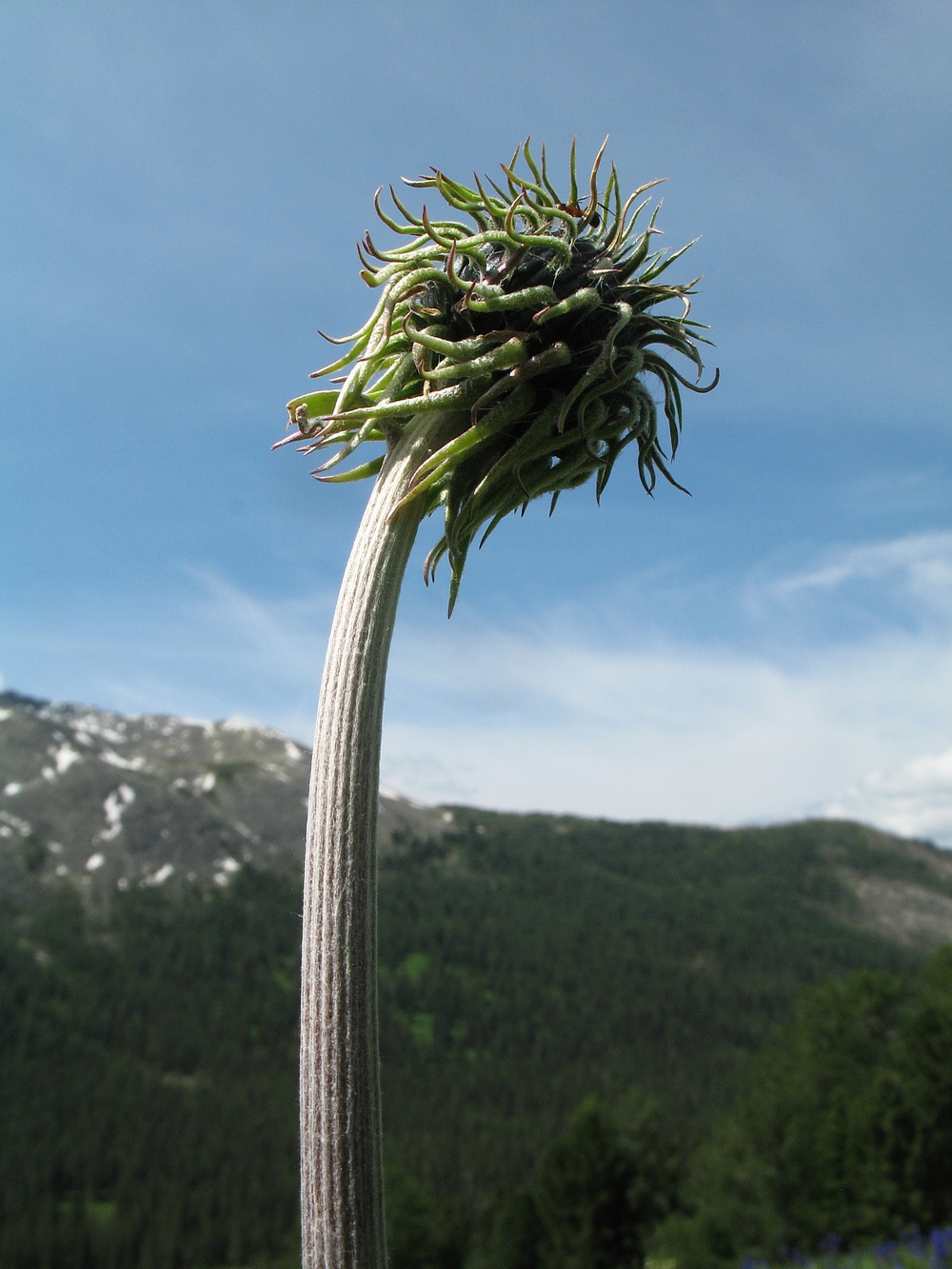 Image of Saussurea frolowii specimen.