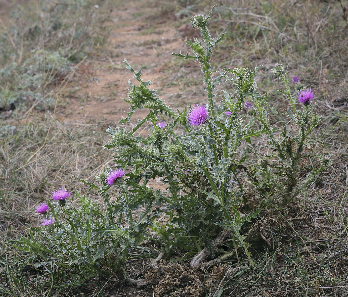 Изображение особи Carduus acanthoides.