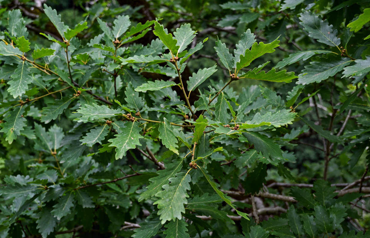 Изображение особи Quercus petraea.