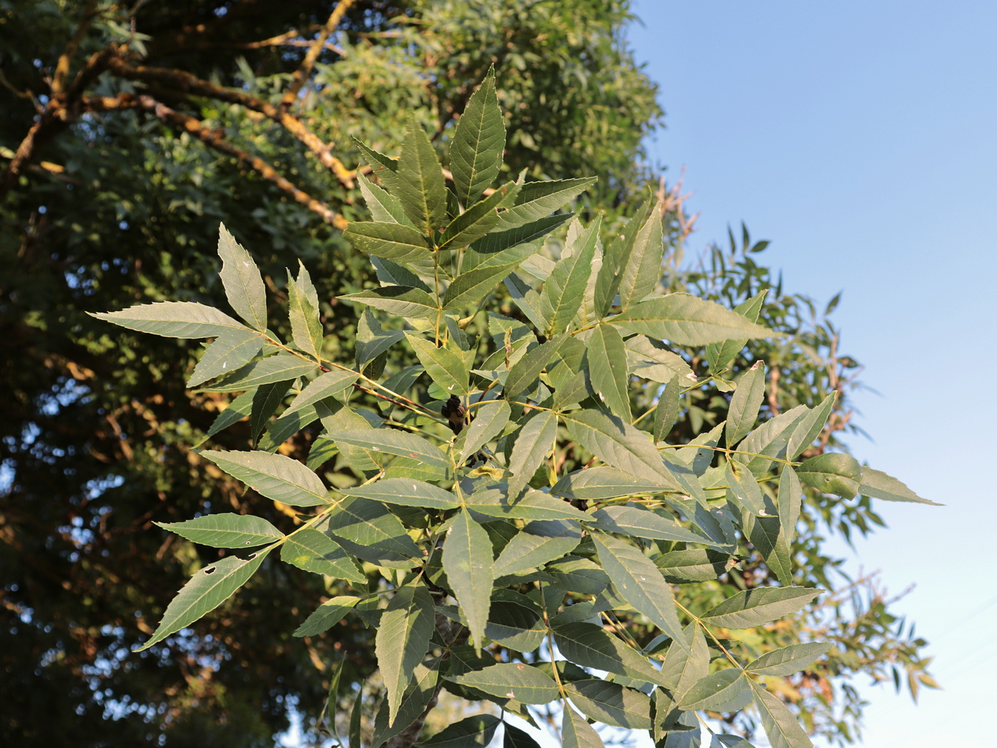 Image of Fraxinus oxycarpa specimen.
