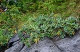 Artemisia japonica