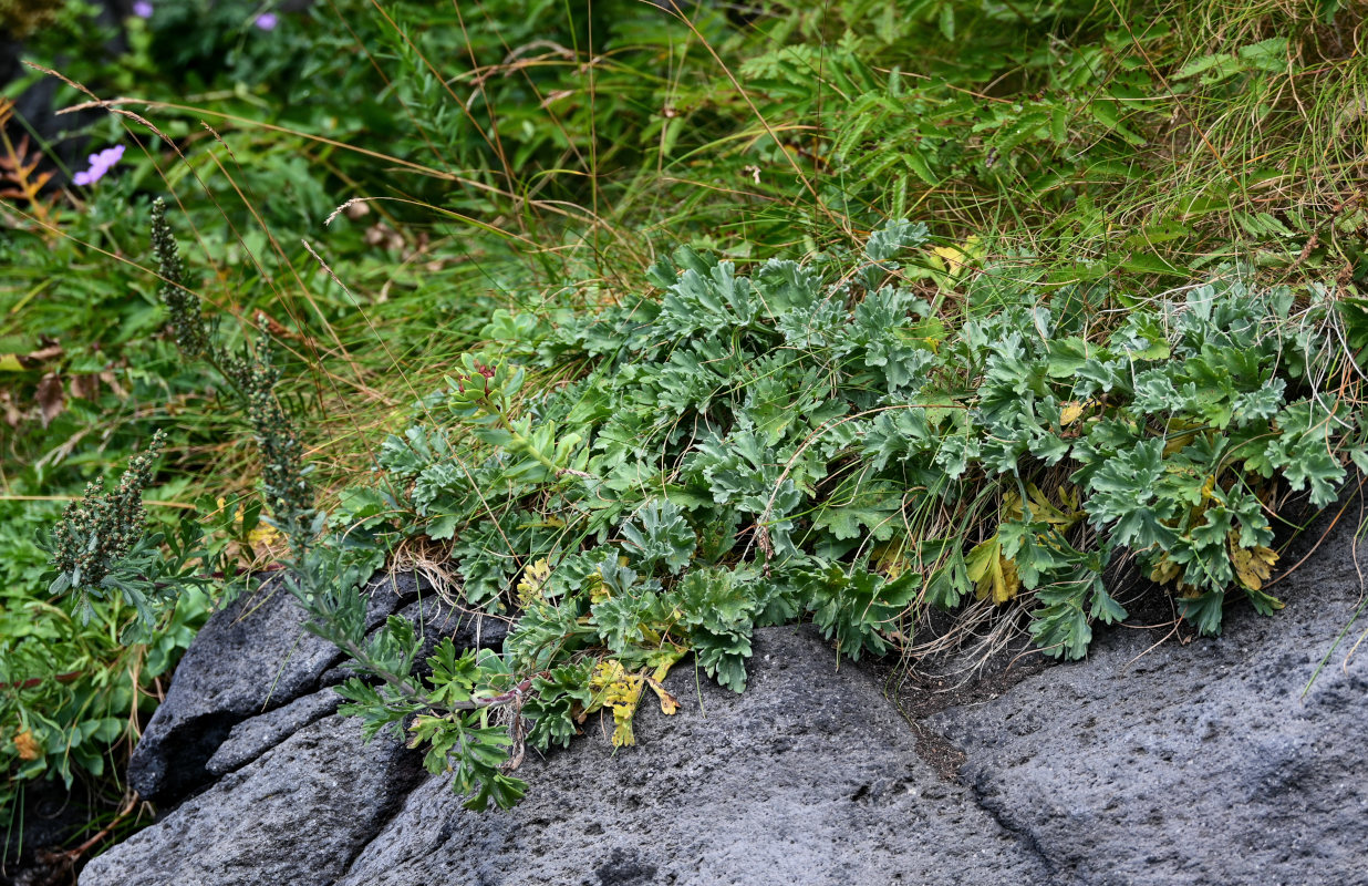 Image of Artemisia japonica specimen.