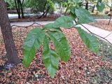 Quercus imbricaria. Ветвь (один лист повреждён). Москва, филиал Ботсада МГУ \"Аптекарский огород\". 08.10.2023.