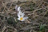 Crocus alatavicus. Цветущее растение. Казахстан, Алматинская обл., Жамбылский р-н, уроч. Унгыртас, степной склон. 17 марта 2023 г.