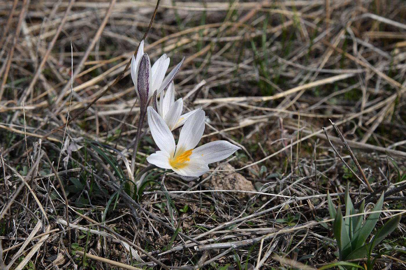 Изображение особи Crocus alatavicus.