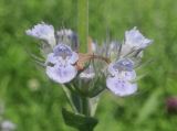 Nepeta parviflora