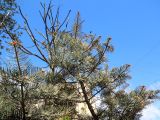 Abies concolor