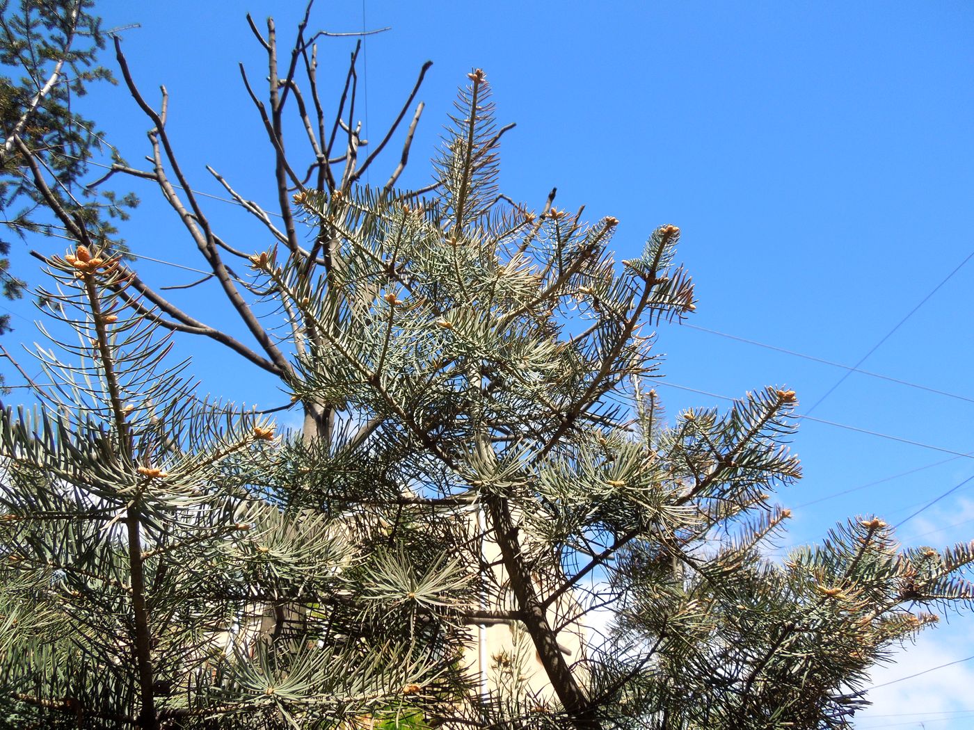 Image of Abies concolor specimen.