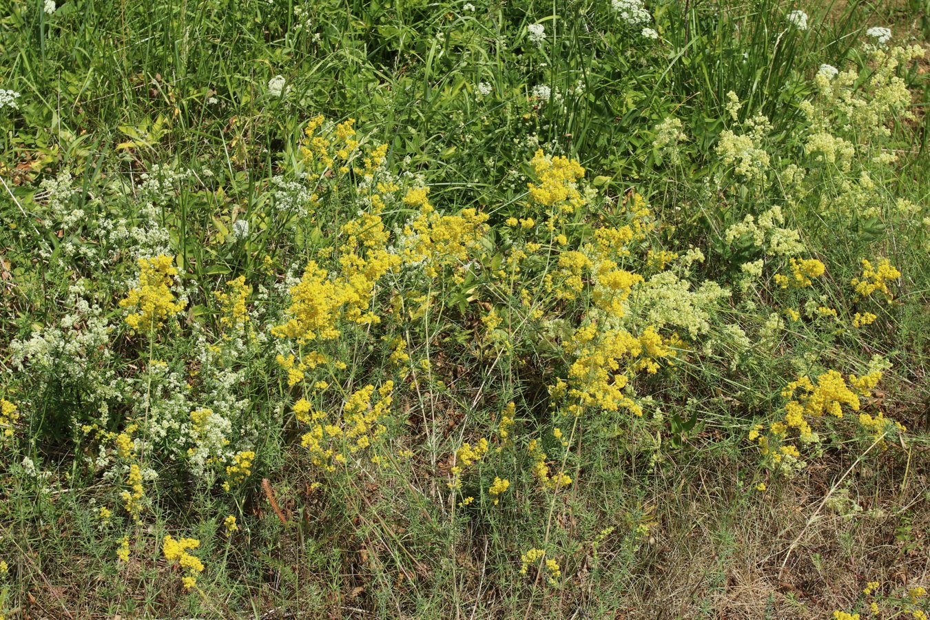 Image of genus Galium specimen.