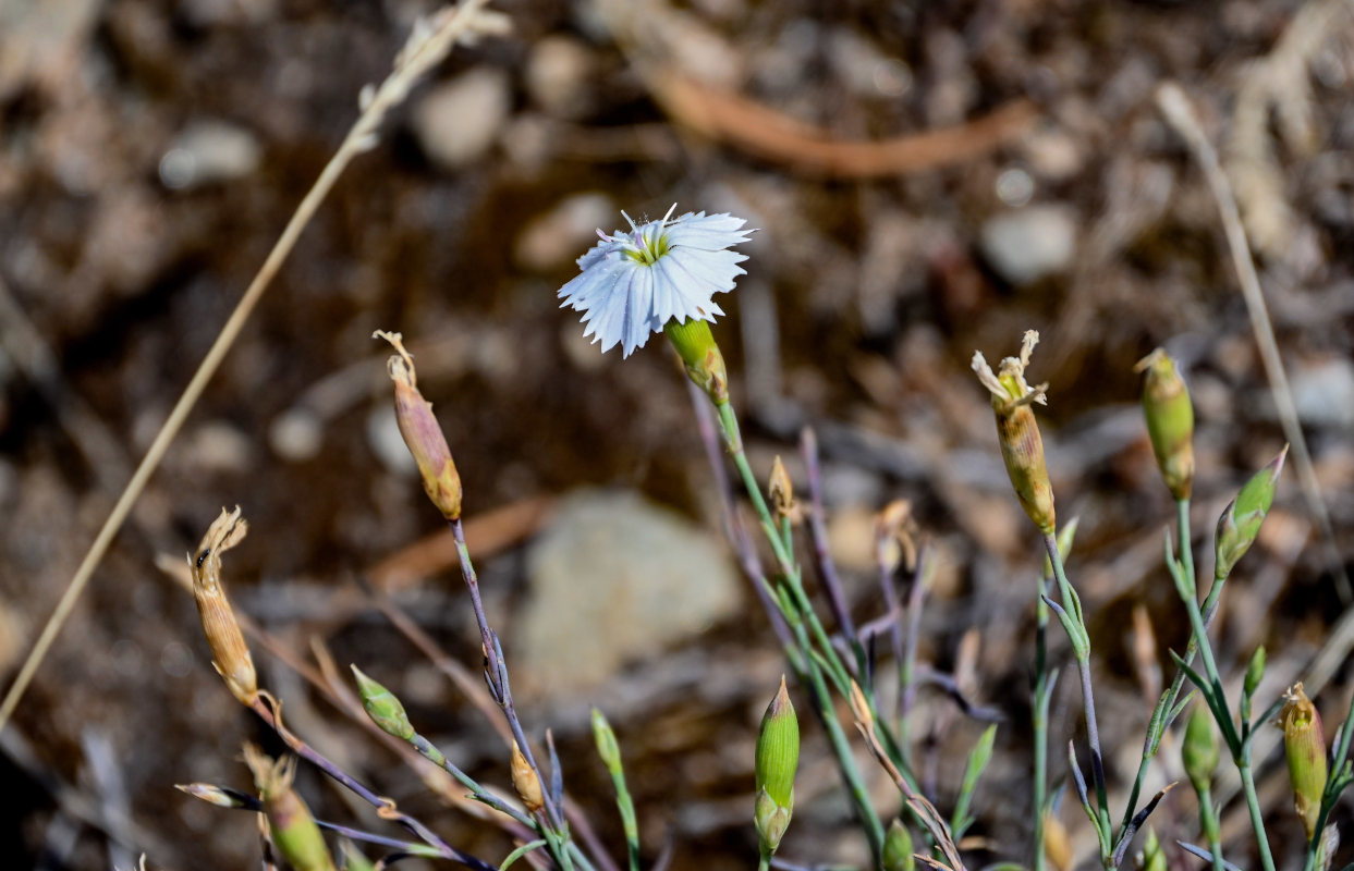 Image of Dianthus uralensis specimen.