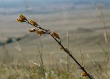 Silene viscosa