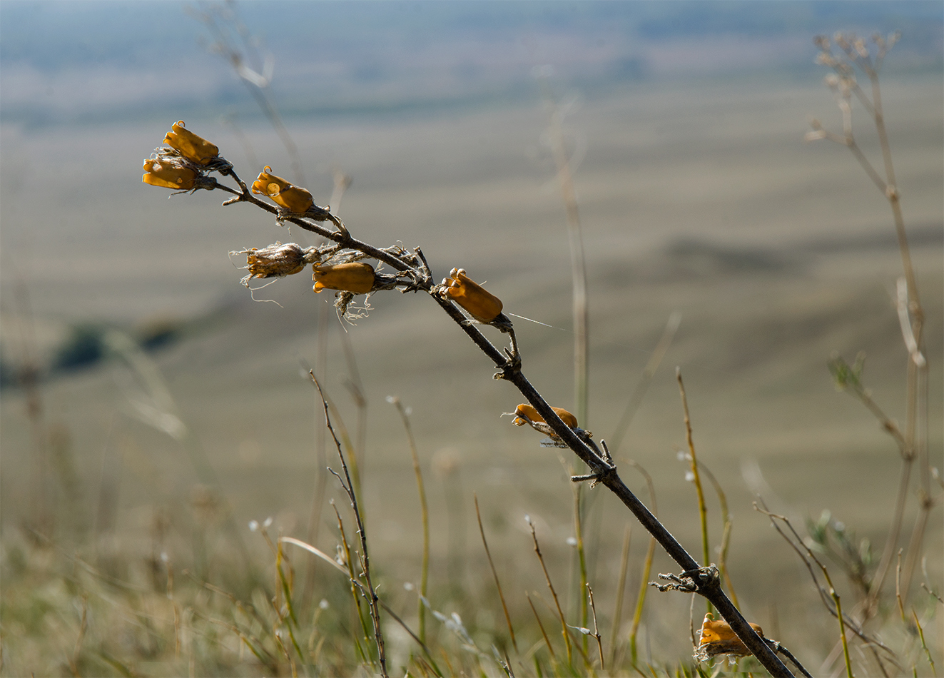 Изображение особи Silene viscosa.