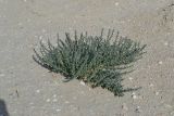 Kalidium foliatum