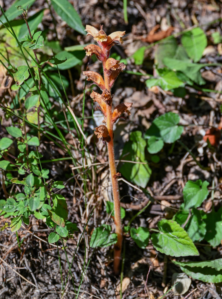 Image of genus Orobanche specimen.