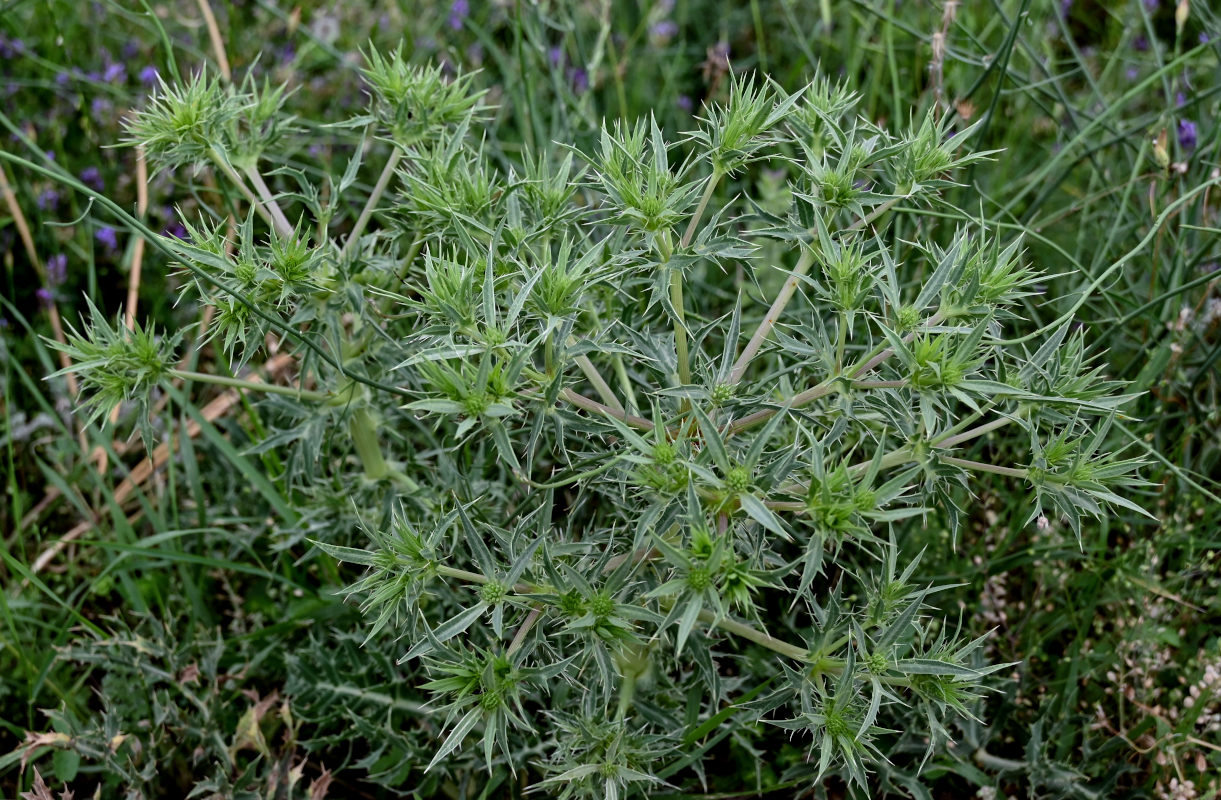 Image of Eryngium billardieri specimen.