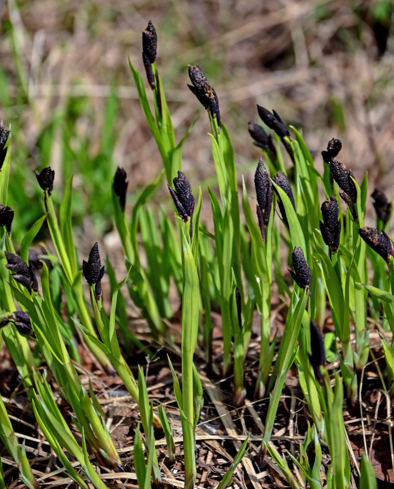 Изображение особи род Carex.